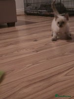 Ragdoll cats - Advert 7