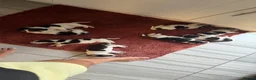 Beagle dogs for sale: 🐶 Beautiful Beagle Puppies for Sale 🐶 - Advert 13