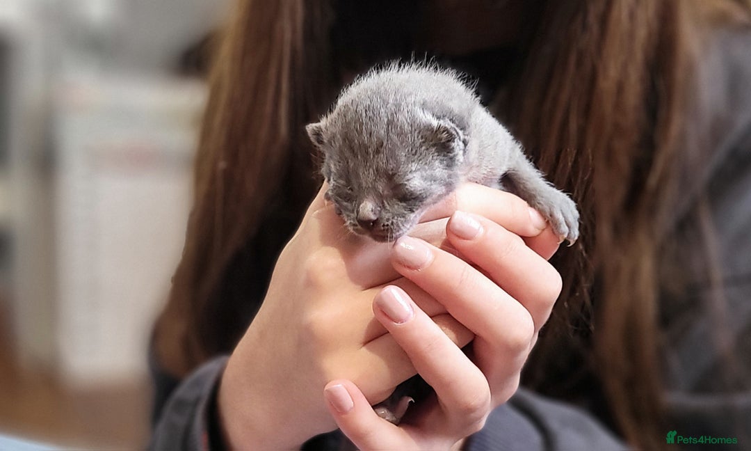 Russian Blue cats for sale: Pure Russian Blue kittens for sale  - Advert 7