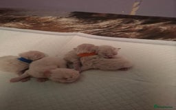 British Shorthair cats for sale: 4 Male British Shorthair Kittens For Sale - Image 6