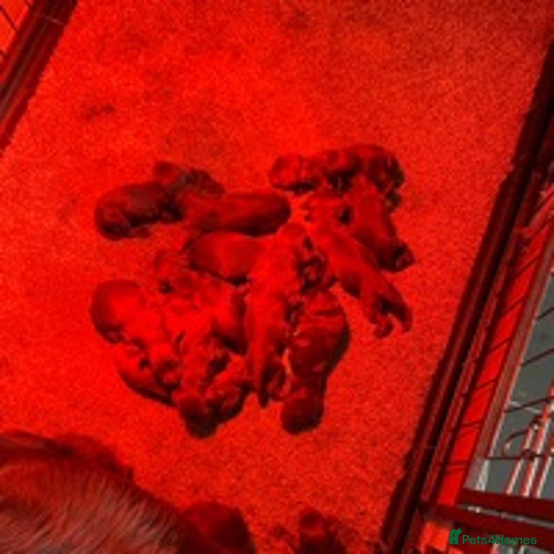 Cocker Spaniel dogs for stud: 🔥🔥WORKING ROAN COCKER STUD🔥🔥 in Gateshead - Advert 10