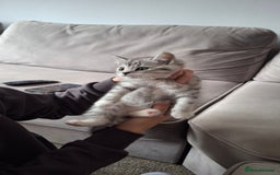British Shorthair cats for sale: 2 males lovely cats  - Image 8