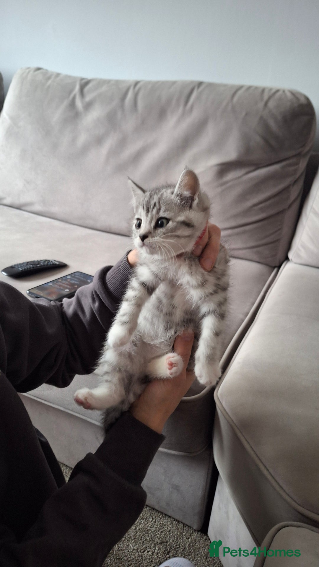 British Shorthair cats for sale: 2 males lovely cats  - Image 8