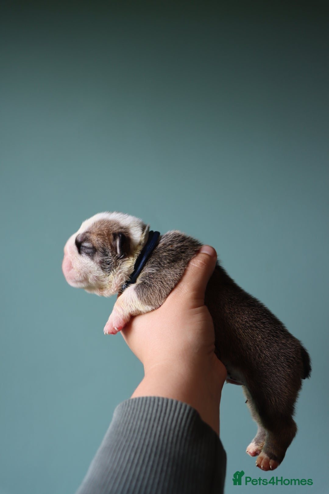 English Bulldog dogs for sale: English bulldog puppies  - Image 8