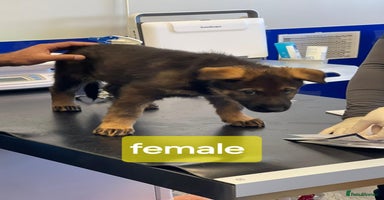 German Shepherd dogs - Advert 2