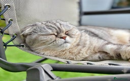 Scottish Fold cats for sale: Loving Home Wanted for Stunning Scottish Fold Girl - Image 5