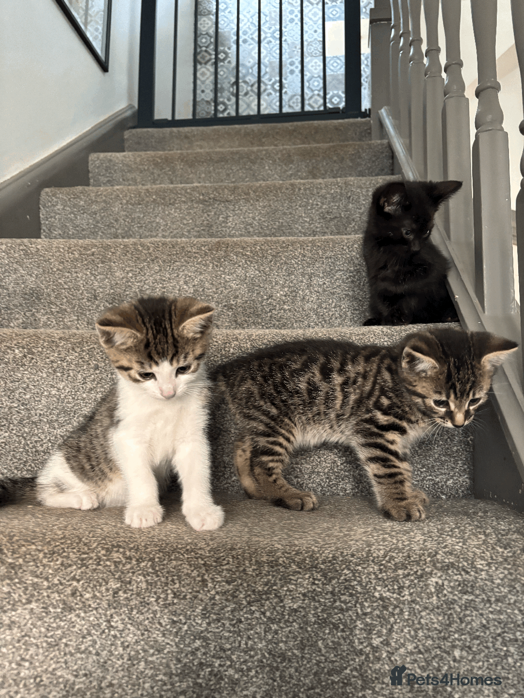 Mixed Breed cats for sale: Gorgeous, cheeky kittens. 3 boys, 1 girl - Image 5