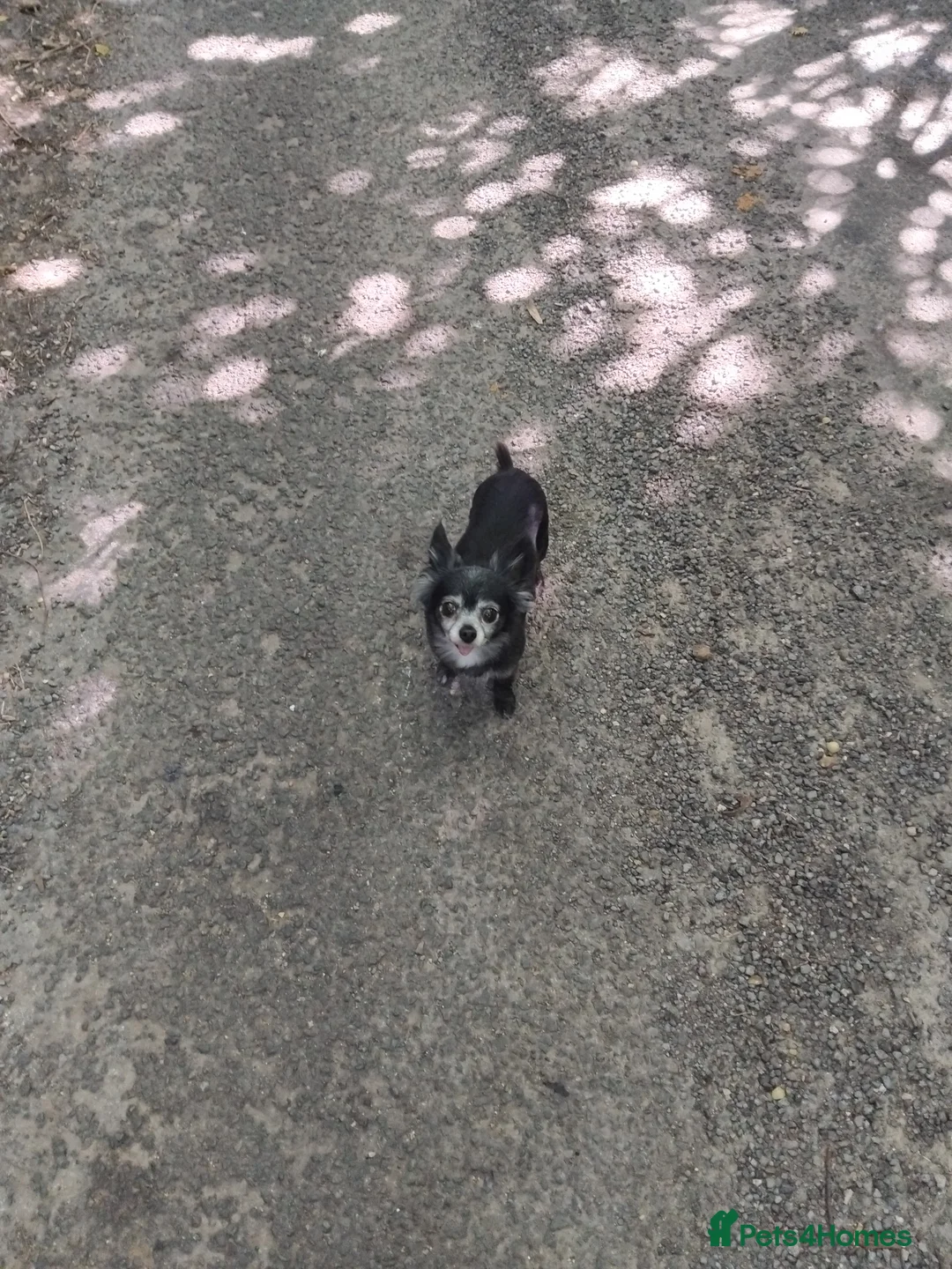 Pomchi dogs for sale: Beautiful pomchi - Advert 4