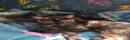 Mixed Breed cats for sale: 1 Ghost Tabby, 1 Tortoiseshell and 1 Black kittens in Cranbrook - Advert 2