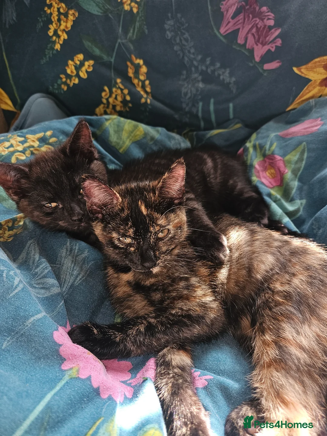 Mixed Breed cats for sale: 1 Ghost Tabby, 1 Tortoiseshell and 1 Black kittens in Cranbrook - Advert 2