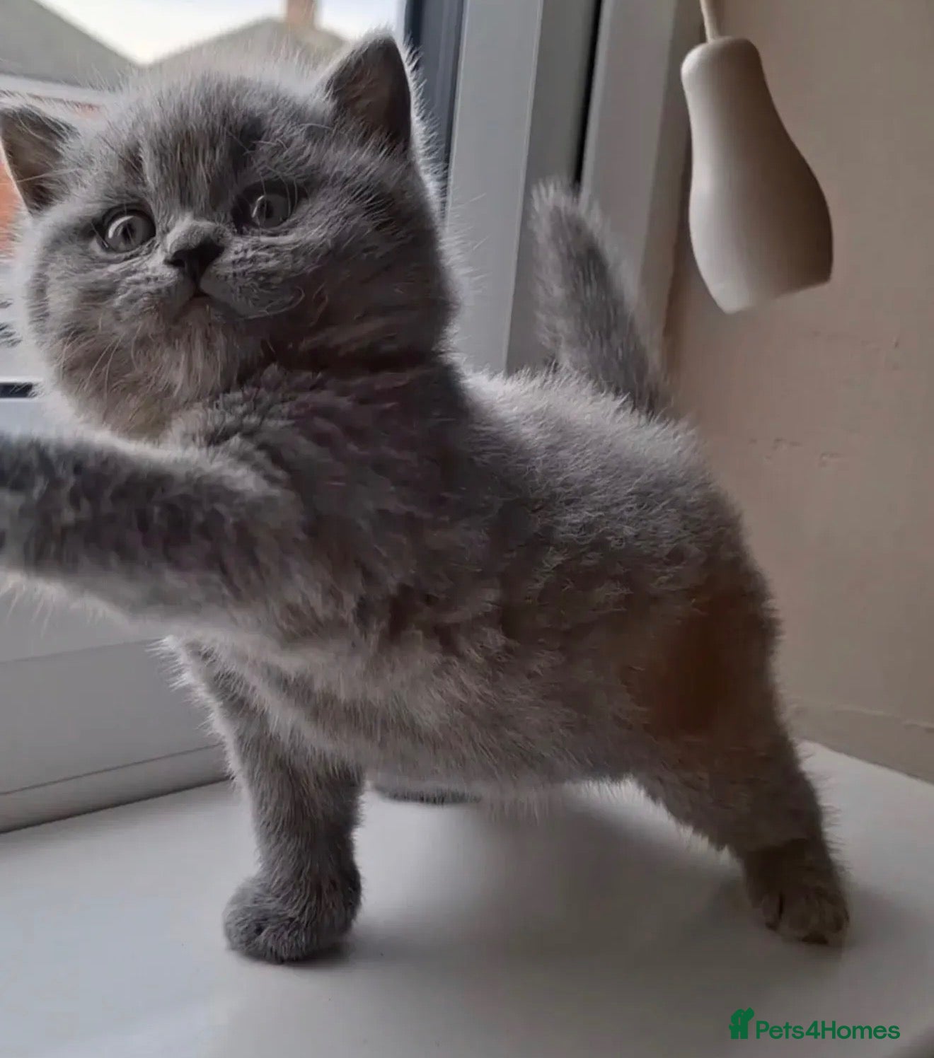 British Shorthair cats for sale: British shorthair kitten  - Advert 7