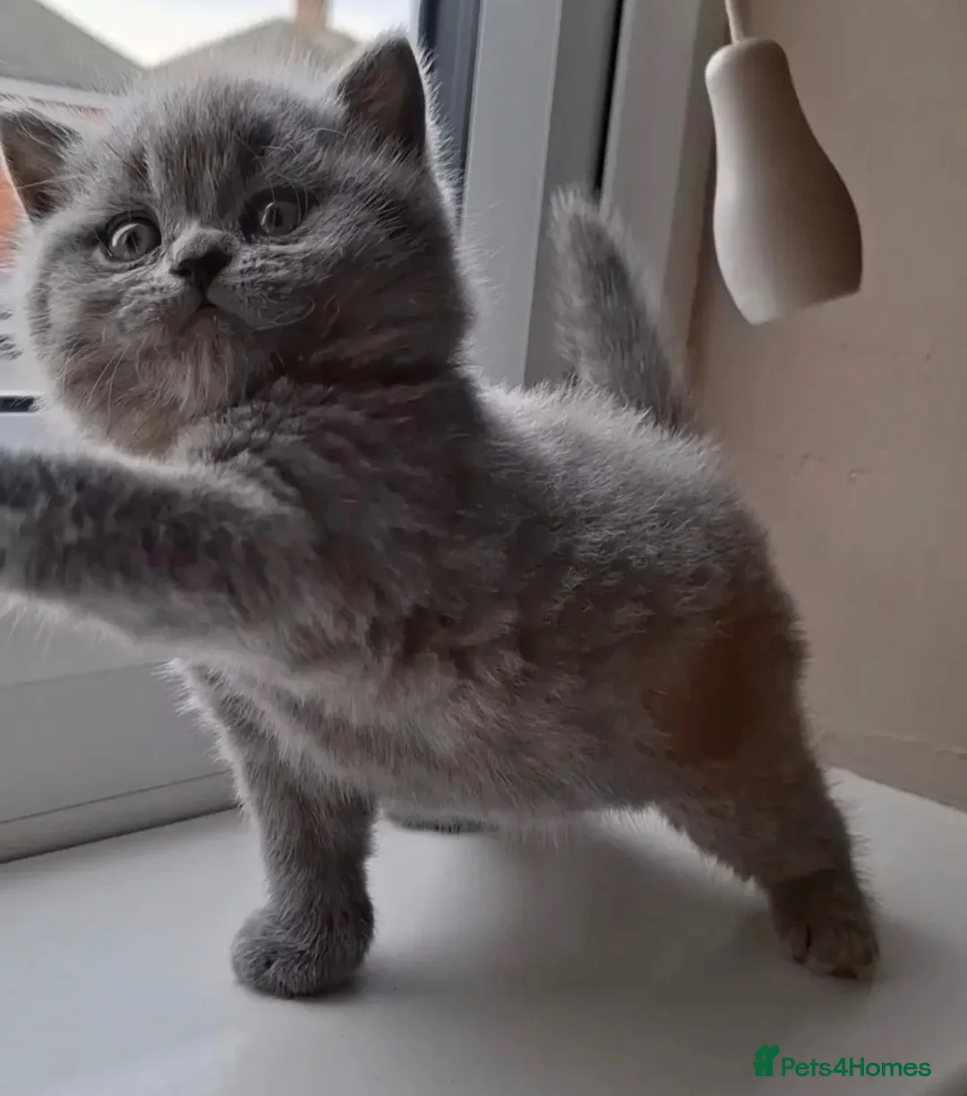 British Shorthair cats for sale: British shorthair kitten  - Advert 1