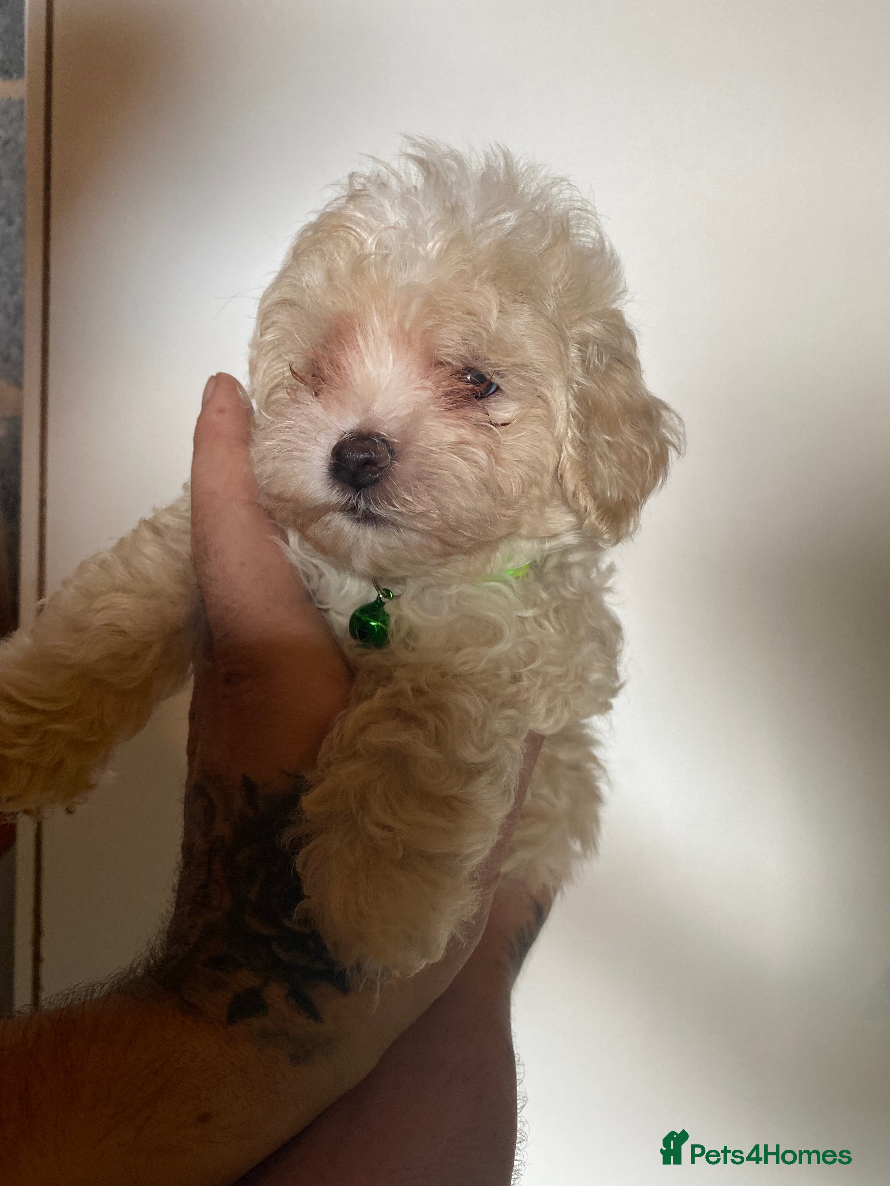 Maltipoo dogs F1 maltipoo puppies available Dad Russian poodle - Advert 2