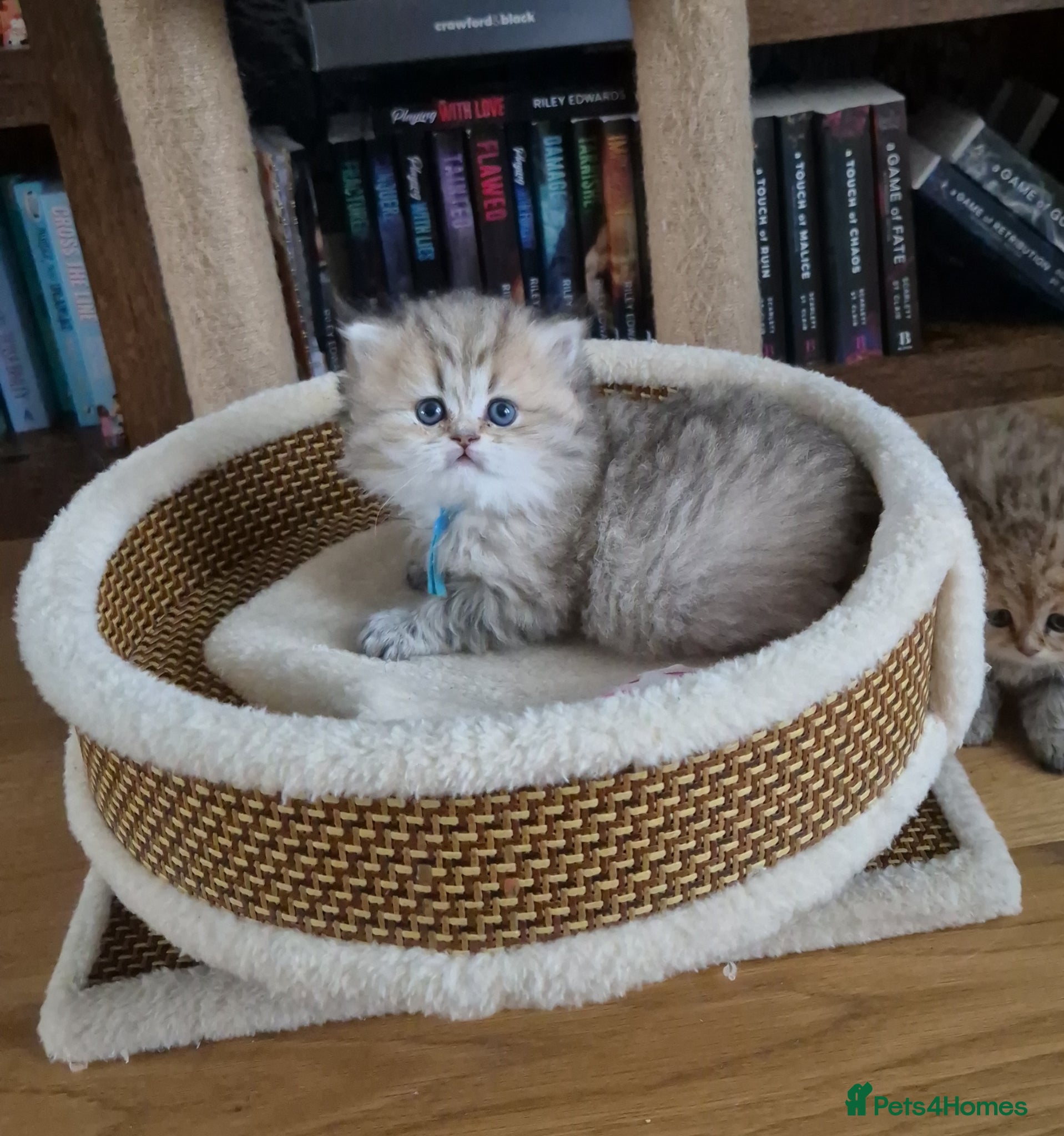 British Longhair cats Golden longhair boys available ( Tica registered) - Advert 14