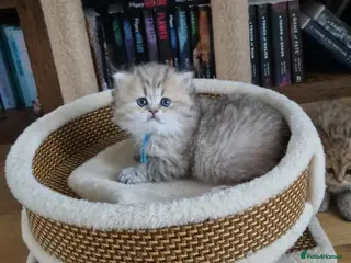 British Longhair cats Golden longhair boys available ( Tica registered) - Advert 3