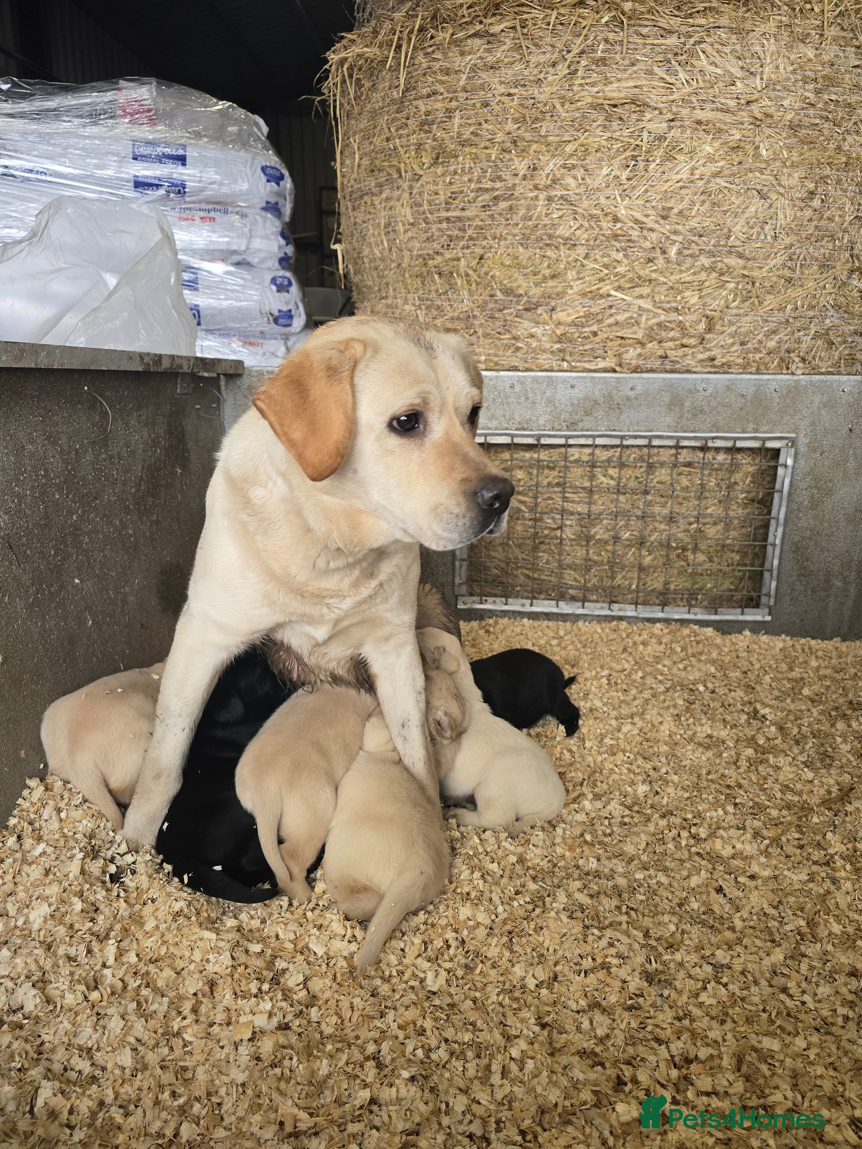 Labrador Retriever dogs Kennel club registered labrador retriever pups - Advert 13