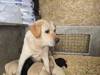 Labrador Retriever dogs Kennel club registered labrador retriever pups - Advert 1