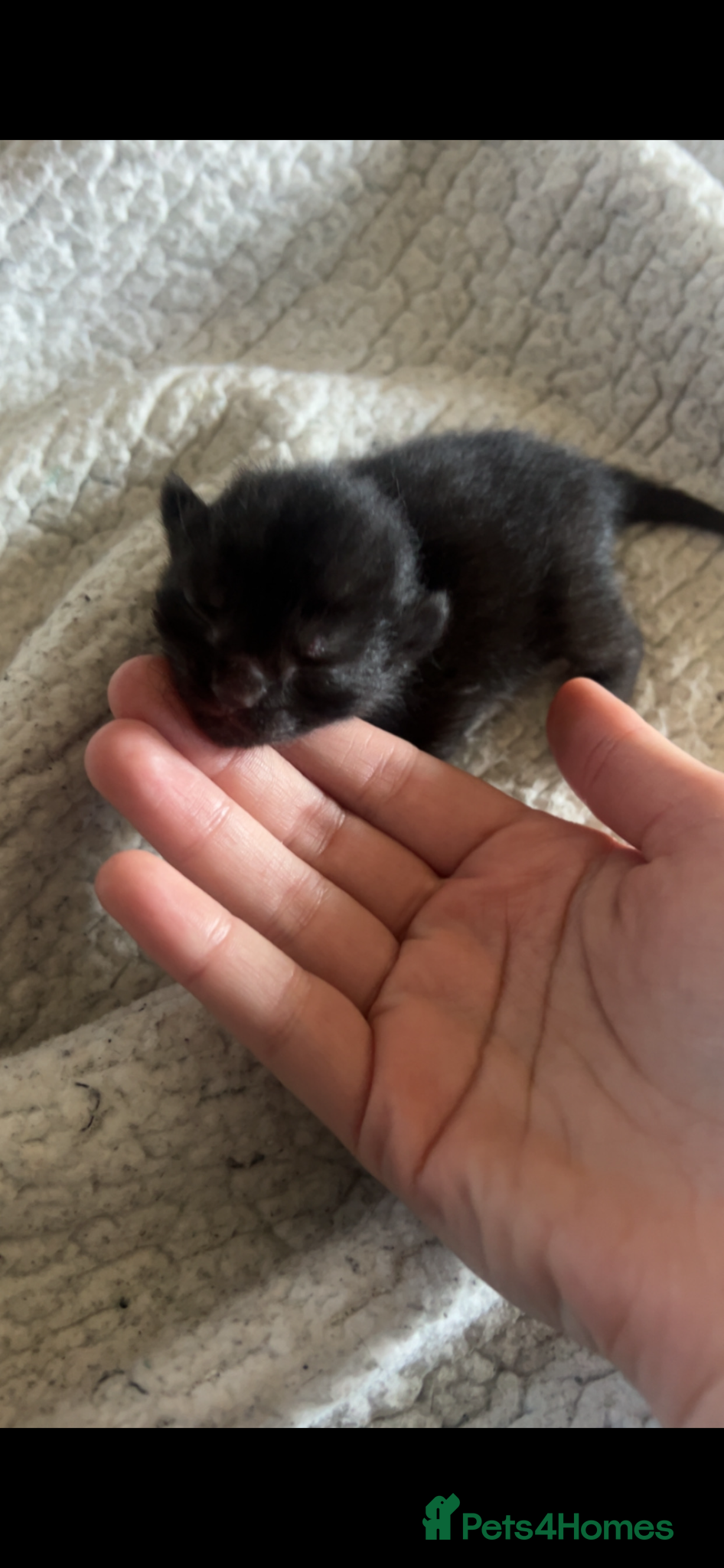 Mixed Breed cats Black female cat  - Advert 1