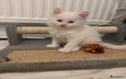 Maine Coon cats for sale: 😻😻 Beautiful Maine coones 😻 - Image 3