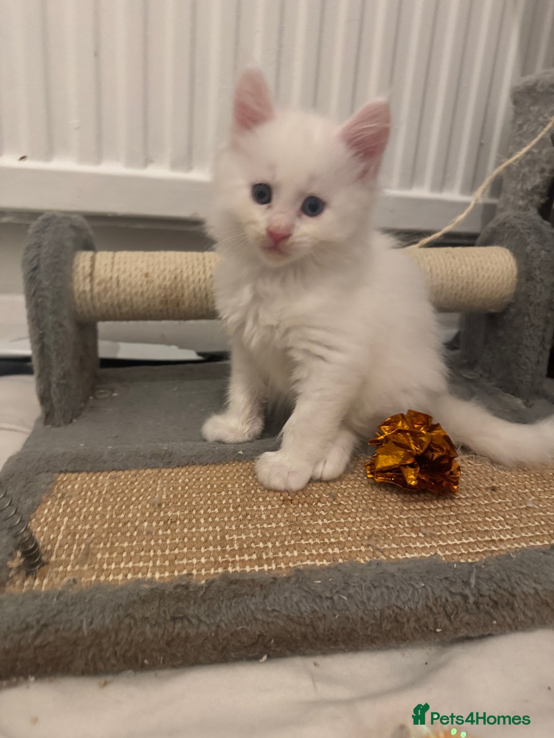 Maine Coon cats for sale: 😻😻 Beautiful Maine coones 😻 - Image 3