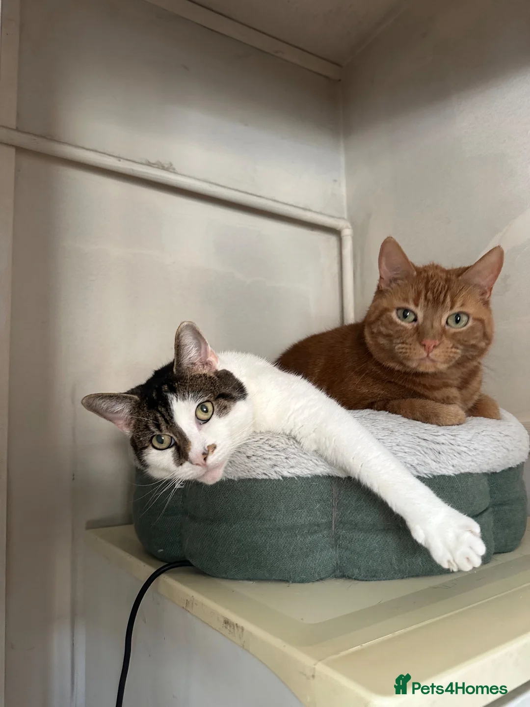 Mixed Breed cats for sale: Minnie and Simba  - Advert 2