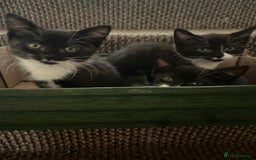 Mixed Breed cats for sale: Kittens - Image 1