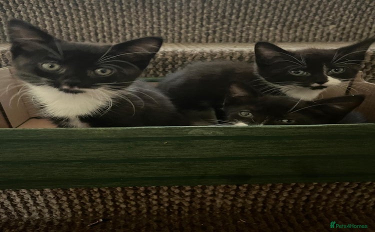 Mixed Breed cats - Advert 18