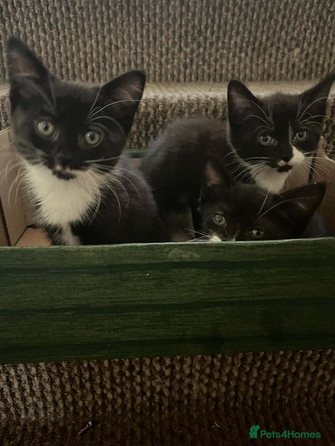 Mixed Breed cats for sale: Kittens - Image 1