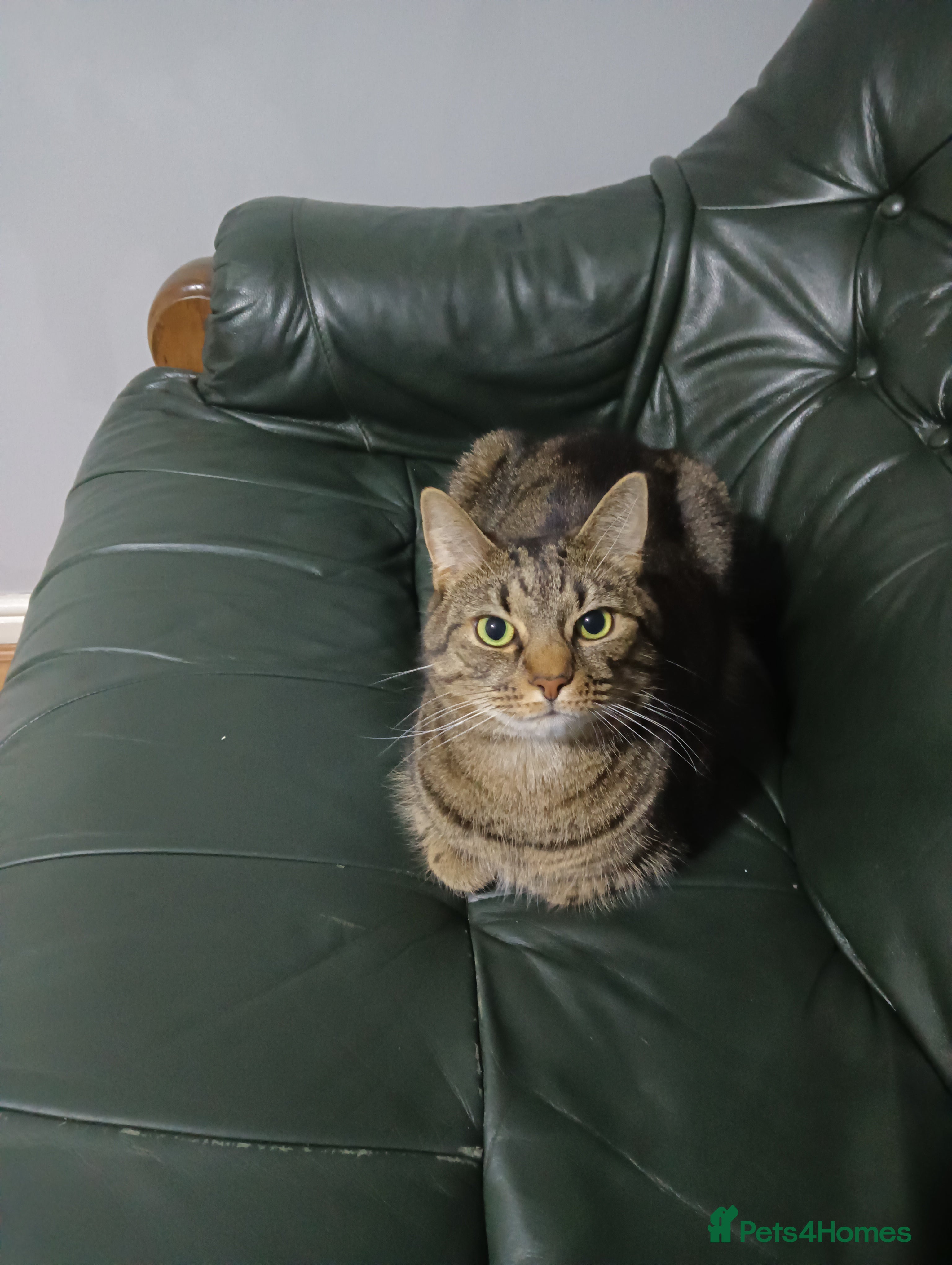 Mixed Breed cats Egyptian Mau X Tabby  - Advert 9