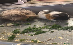 Guinea Pig rodents for sale: Male guinea pig for sale GREY ONE - Image 1