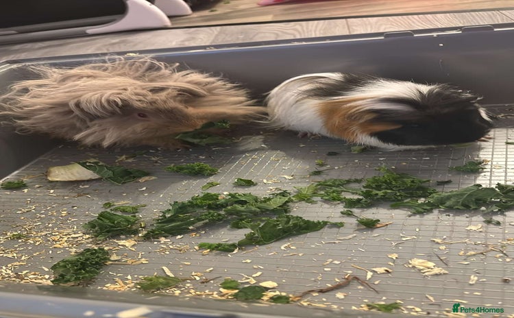 Guinea Pig rodents - Advert 8