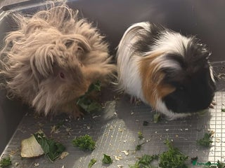Guinea Pig rodents for sale - Advert 1