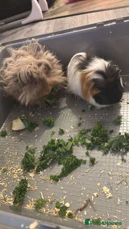 Guinea Pig rodents - Advert 1