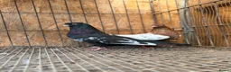 Pigeons birds for sale: IMPORTED IRANIAN SINEH PIGEONS - Advert 25