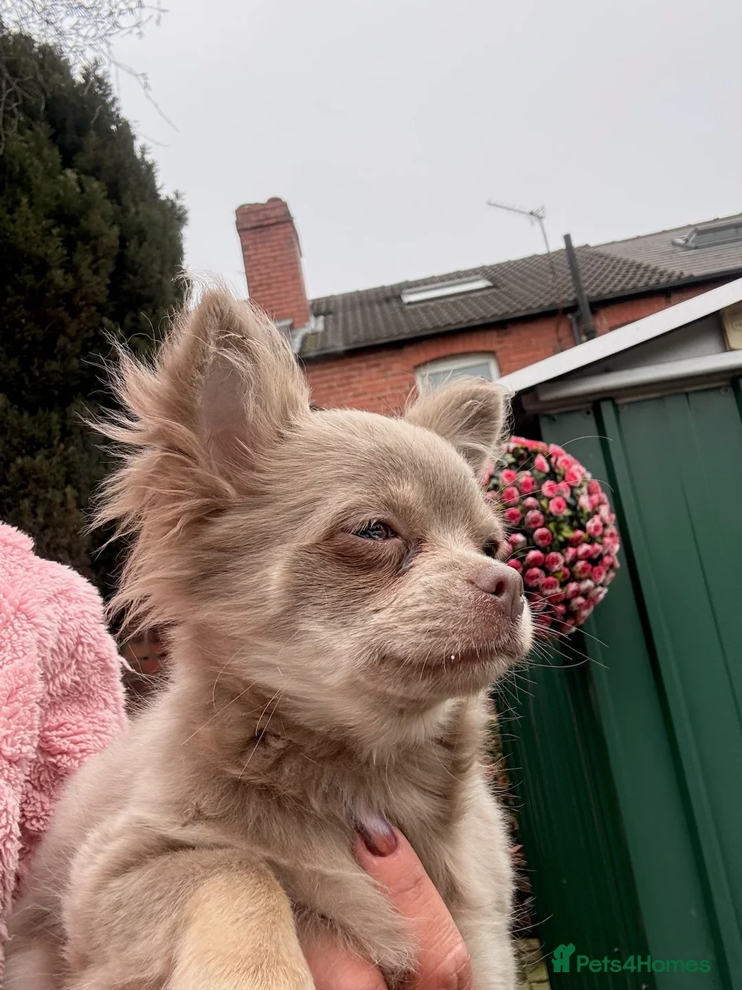 Chihuahua dogs for sale: Stunning long hair lilac chihuahua girl  - Advert 7