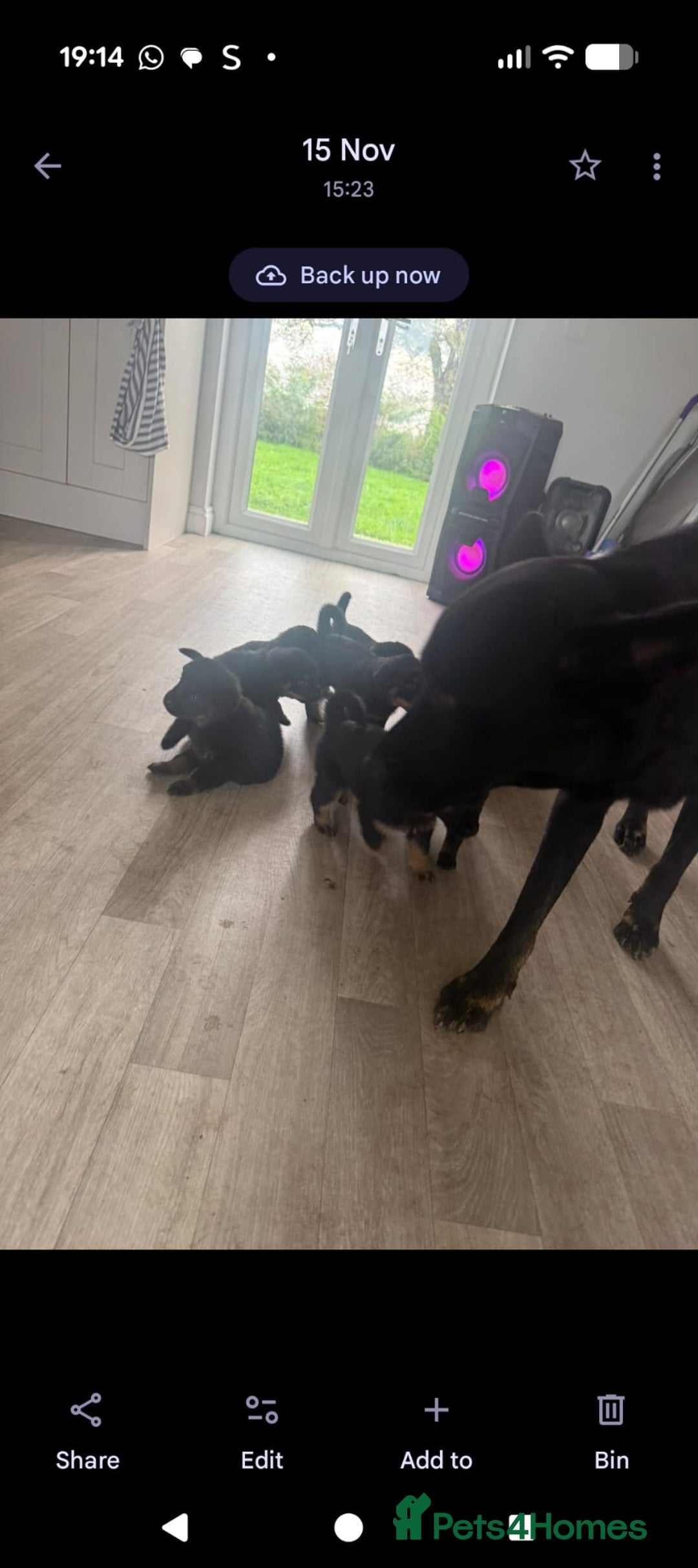 Mixed Breed dogs for sale: German shepherd x Rottweiler dogs for sale  - Advert 1