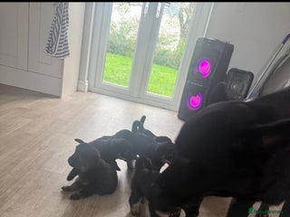 Mixed Breed dogs German shepherd x Rottweiler dogs for sale - Advert 3