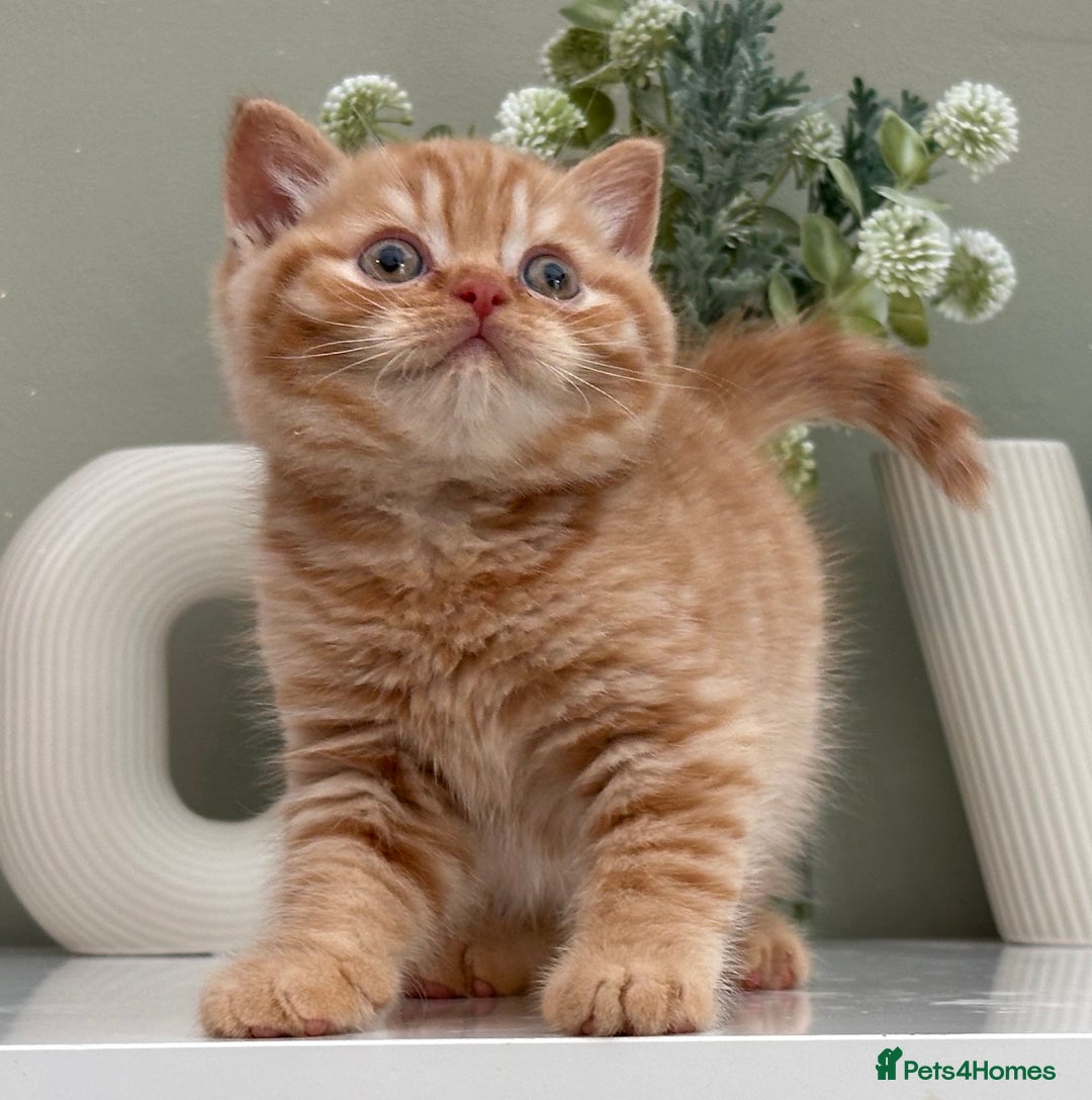 British Shorthair cats for sale: Stunning British Kittens - Image 13
