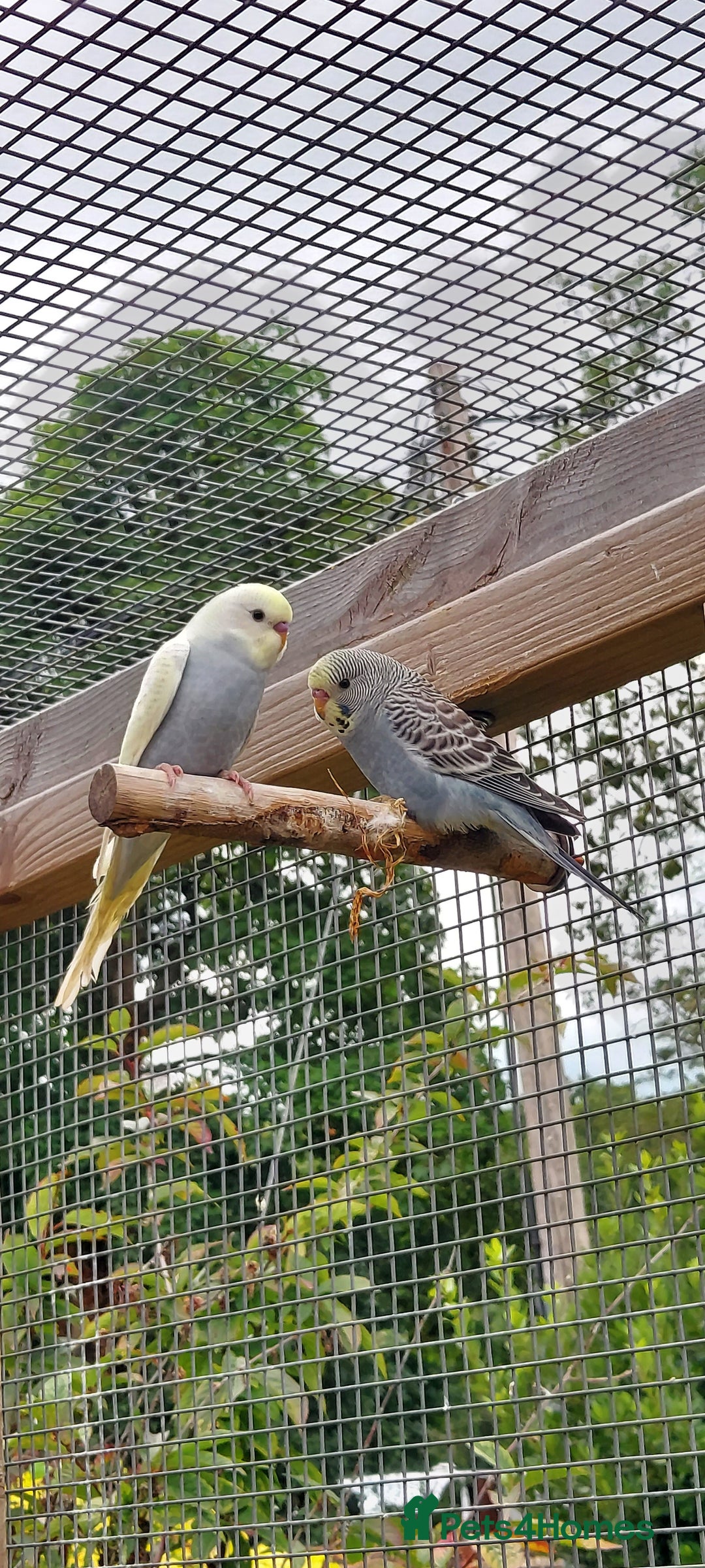 Budgerigars birds for sale: Baby Budgies In Warlingham (Ready 10th August) - Image 7