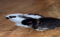 Mini Lop rabbits for sale: Male Mini Lop - 6 months old  - Image 3
