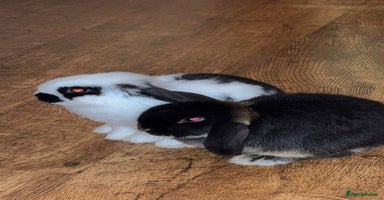 Mini Lop rabbits - Advert 10