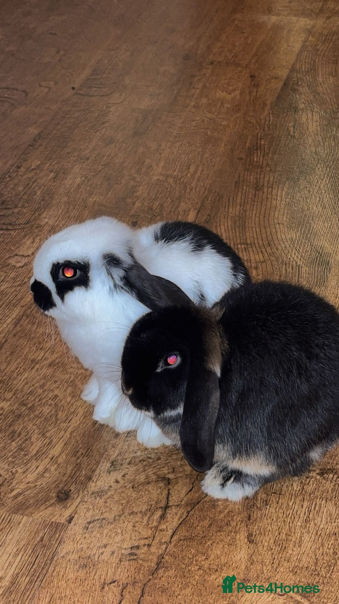 Mini Lop rabbits for sale: Male Mini Lop - 6 months old  - Image 3