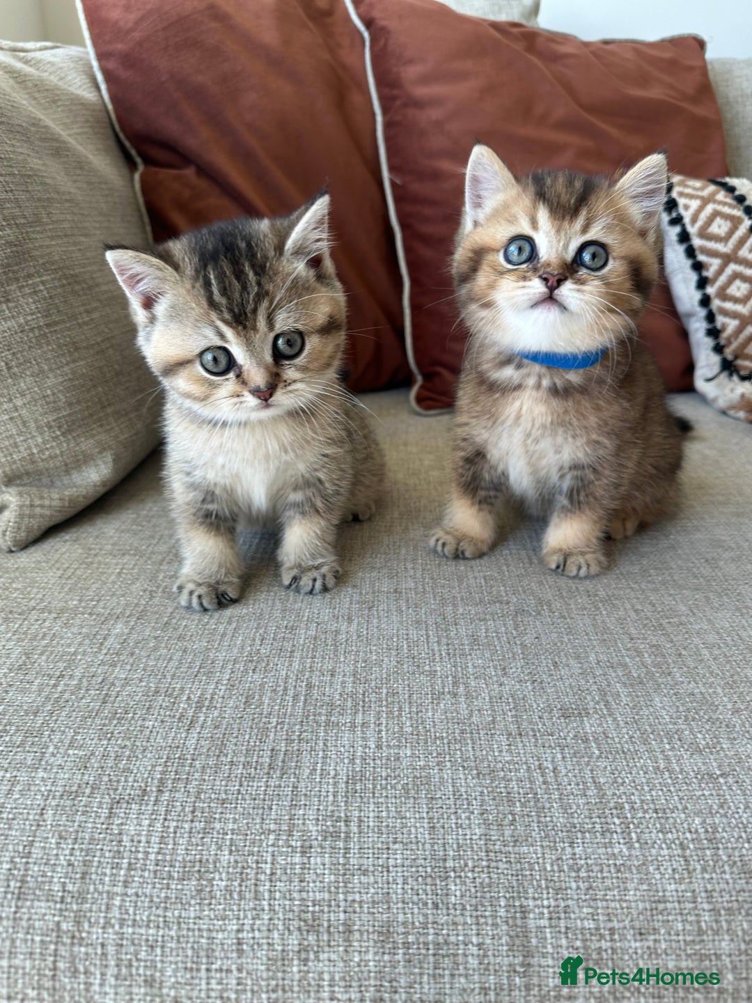 British Shorthair cats for sale: Cinnamon X Golden British Shorthairs - Advert 2