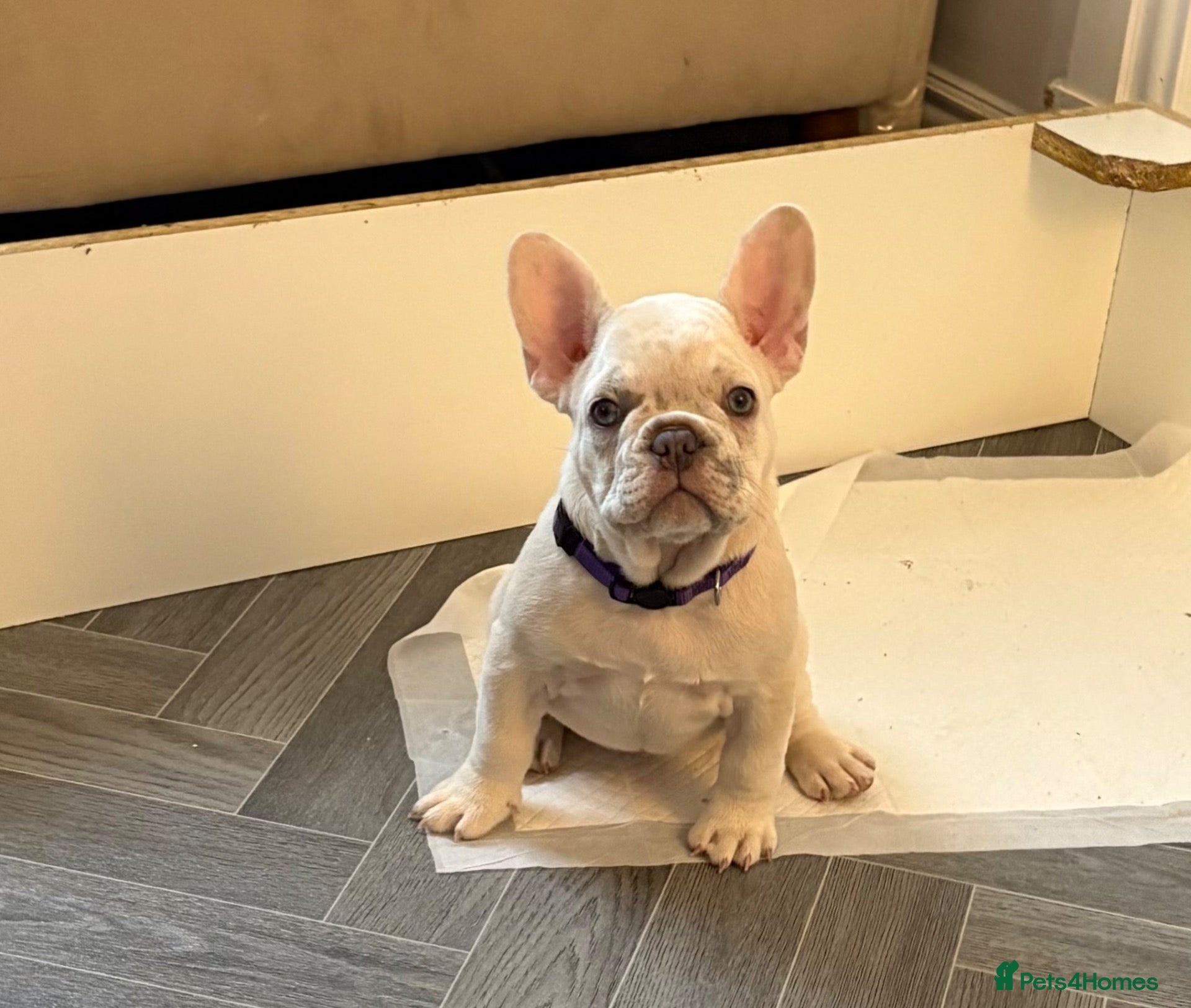 French Bulldog dogs French bulldog puppies ready for their new home  - Advert 2