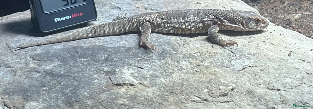 Monitor reptiles for sale: Savanna/bosc monitor  - Advert 1