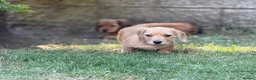 Mixed Breed dogs for sale: Two beautiful dachshund x schweenie  in Chester - Advert 18