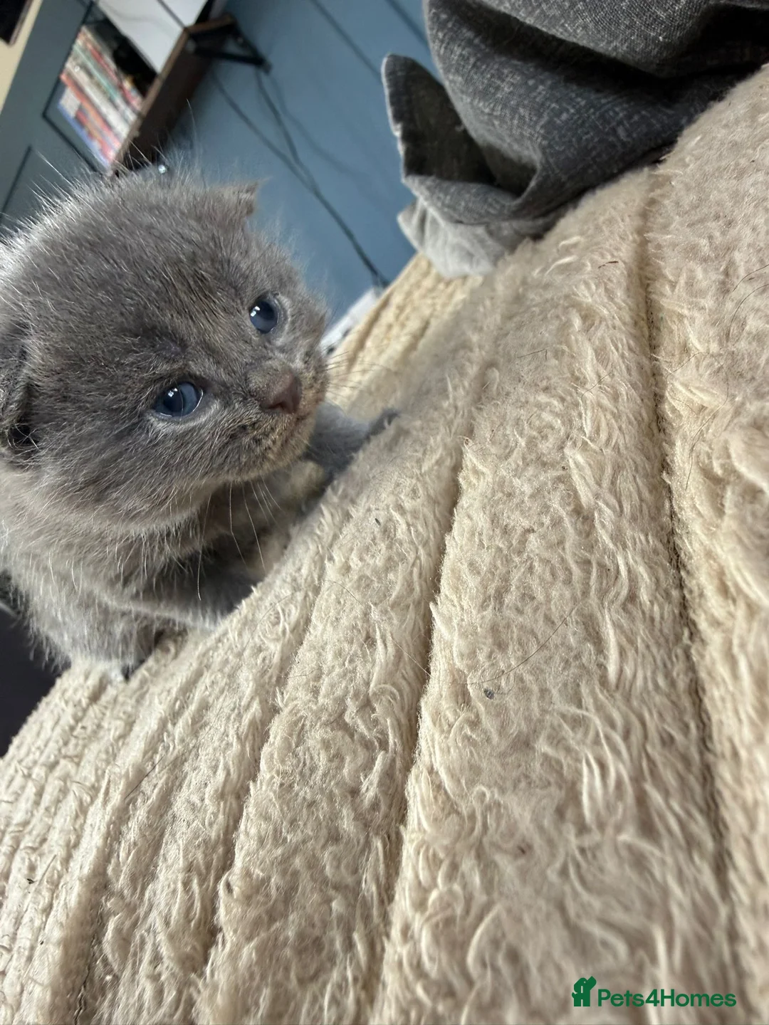 Mixed Breed cats for sale: Rag doll mix kittens bsh mixed kittens  - Advert 17