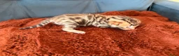 Bengal cats for sale: Bengal Kittens - Advert 7