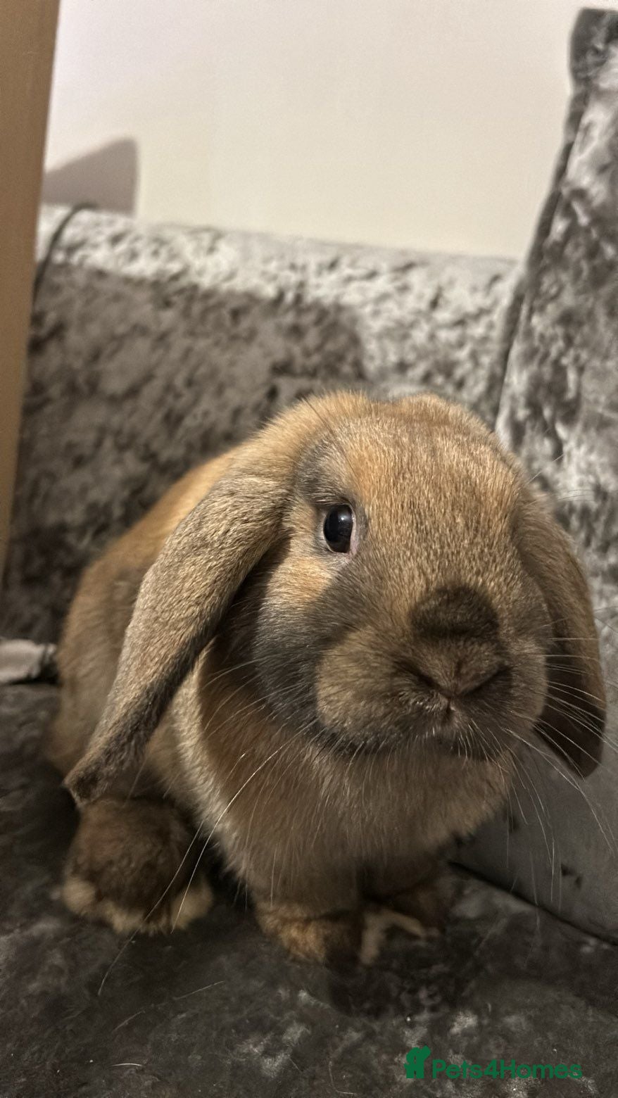 Mini Lop rabbits 2 mini lop/holland lop rabbits - Advert 1