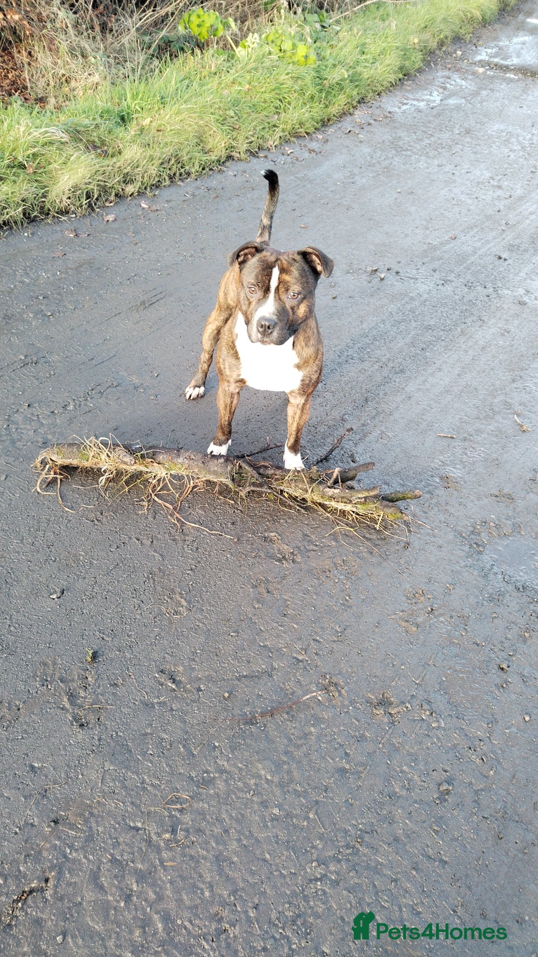 Staffordshire Bull Terrier dogs for sale: Male Staffie  - Advert 3